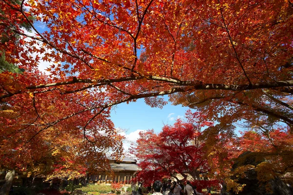 秋のもみじの木 — ストック写真