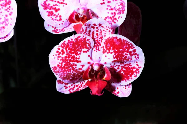 Smukke orkideblomster - Stock-foto