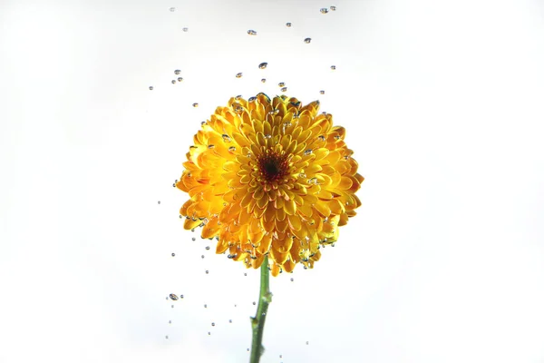 Krysantemum blomma huvudet — Stockfoto