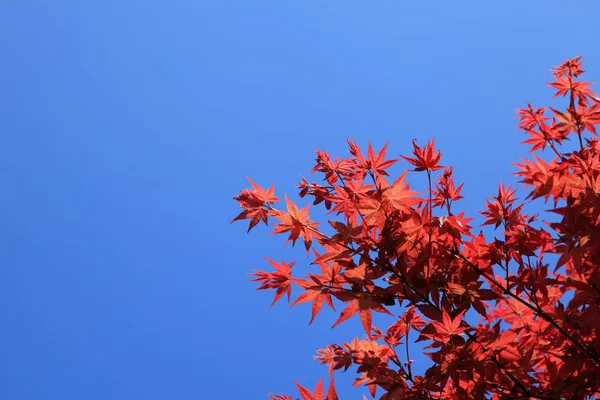 Feuilles d'érable d'automne — Photo