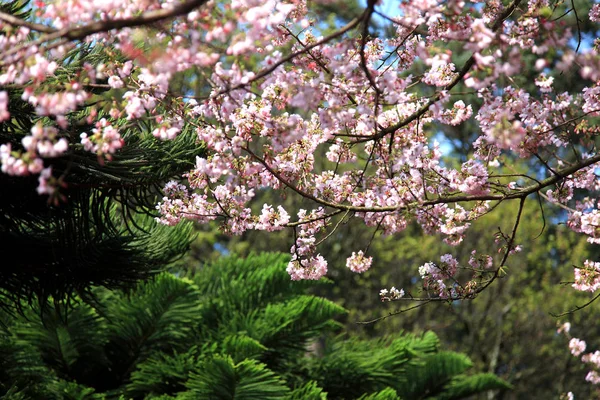 Belle fleur de cerisier — Photo