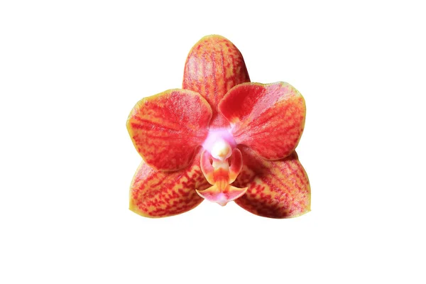 Güzel orkide yakın çekim — Stok fotoğraf