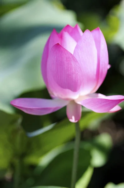 Bela flor de lótus — Fotografia de Stock