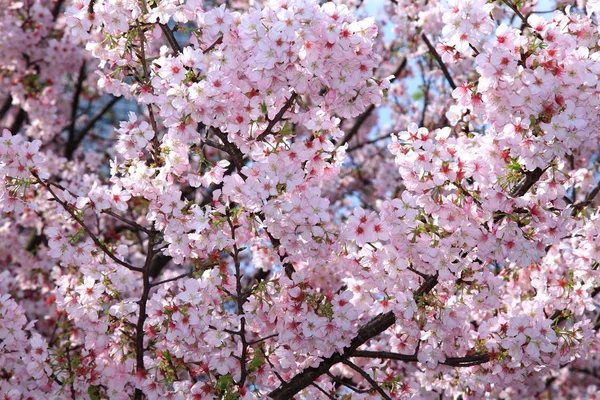 Vackra körsbärsblommor — Stockfoto