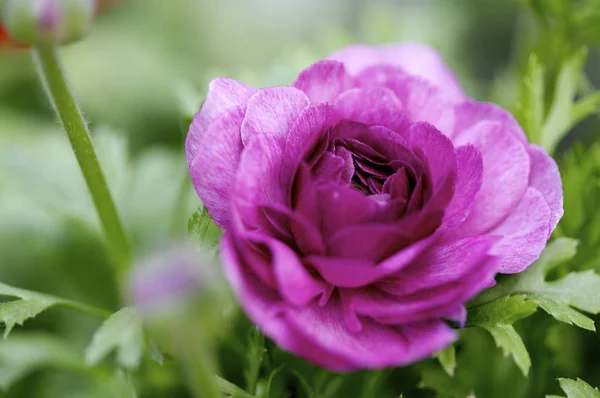 Beautiful bloming flower — Stock Photo, Image