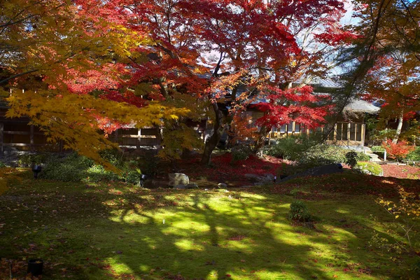 Röda och gula löv av lönn träd — Stockfoto