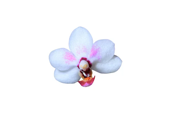 Güzel orkide yakın çekim — Stok fotoğraf