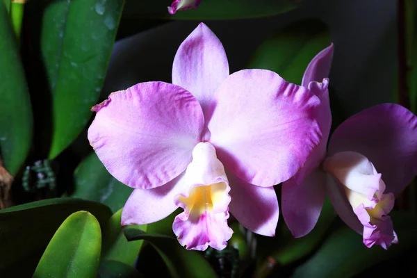 Bellissimi fiori di orchidea — Foto Stock