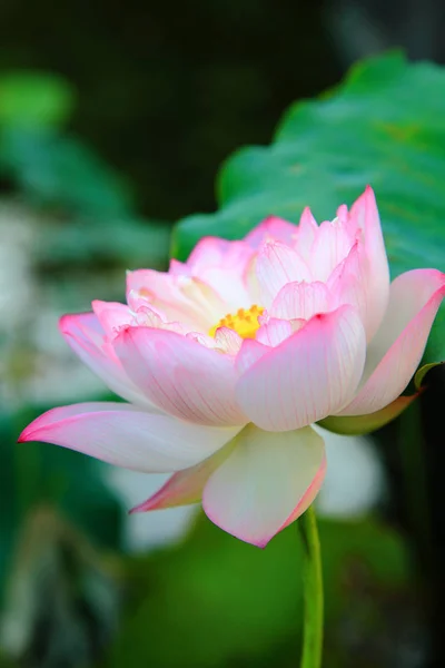 Schöne Lotusblume — Stockfoto