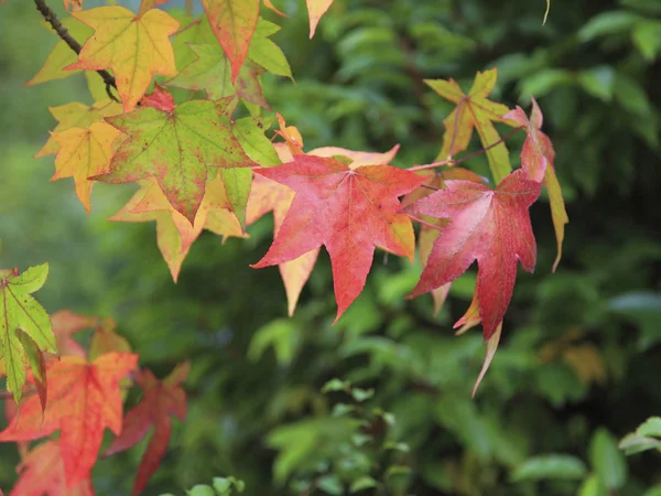 Hojas de arce de otoño — Foto de Stock