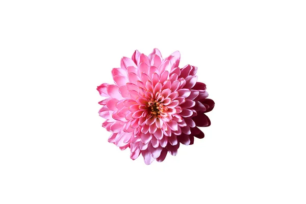 Chrysanthemenblütenkopf — Stockfoto