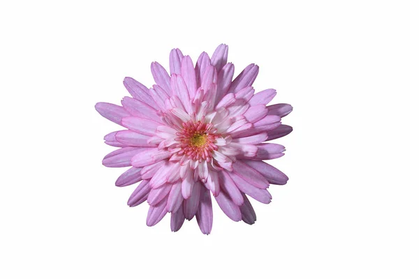 Хризантема квітка голова — стокове фото