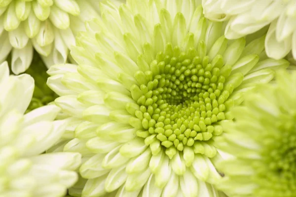 美しい菊の花 — ストック写真