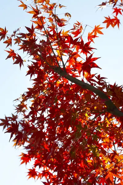 Jesień klon drzew — Zdjęcie stockowe
