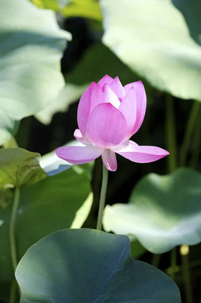 Mooie lotusbloem — Stockfoto