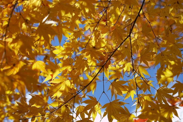 Árboles de arce de otoño —  Fotos de Stock