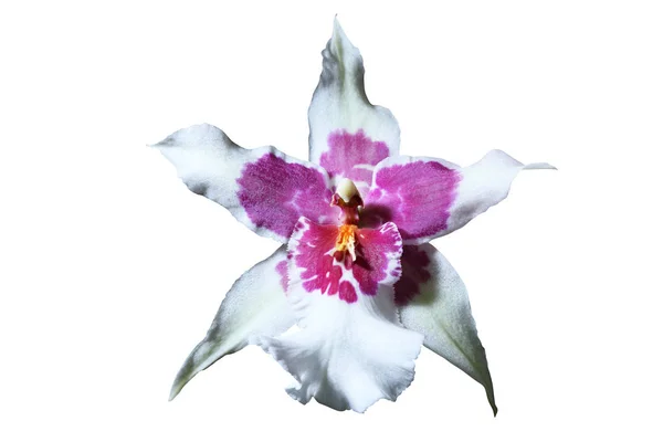 Piękne orchidee kwiat zbliżenie — Zdjęcie stockowe
