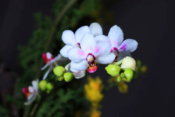 Flores de orquídea de cerca — Foto de Stock