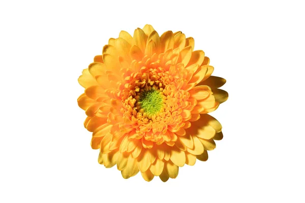 Chrysant bloem hoofd — Stockfoto