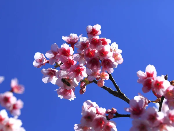 美丽的樱花 — 图库照片