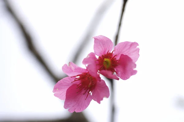 自然の桜 — ストック写真