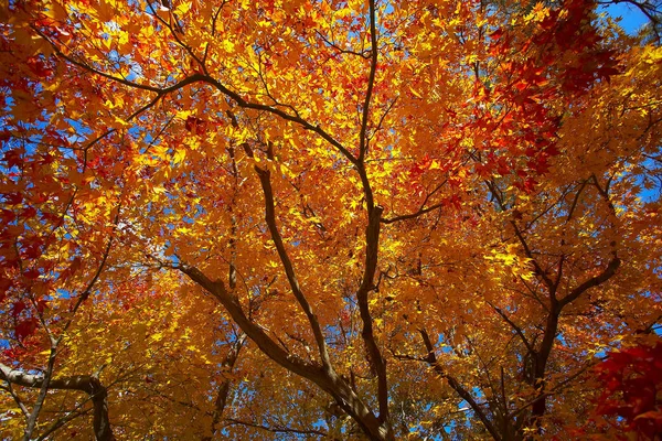 Árboles de arce de otoño —  Fotos de Stock