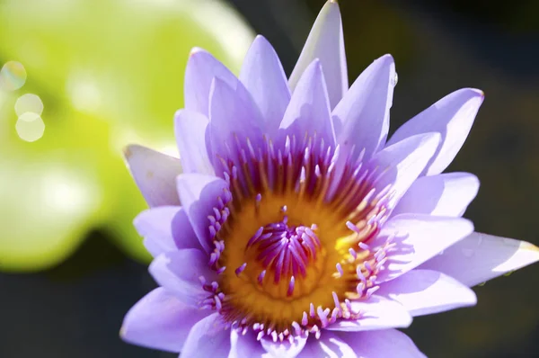 Schöne Lotusblume — Stockfoto