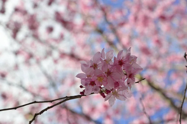 Belle fleur de cerisier — Photo