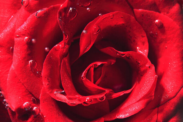 Close up shot of Beautiful rose flower. beauty in nature concept