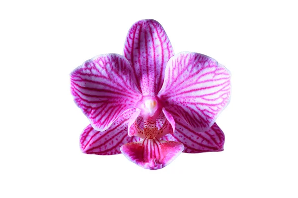 Piękne orchidee kwiat zbliżenie — Zdjęcie stockowe
