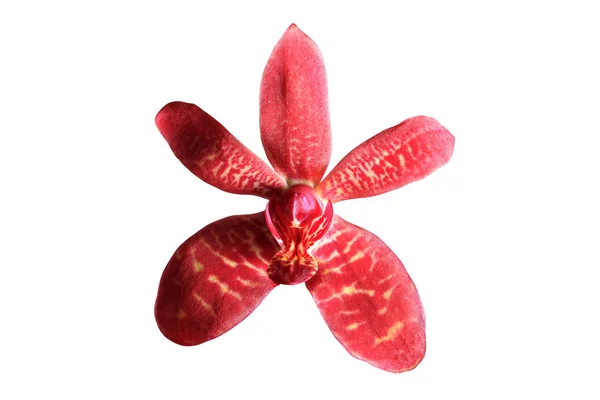 Çok güzel bir orkide çiçeği. — Stok fotoğraf