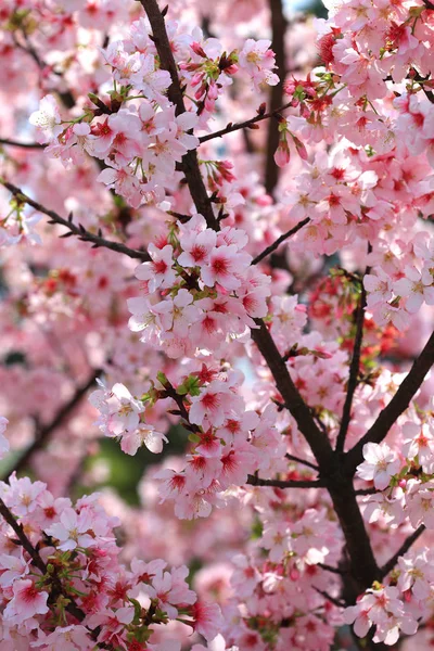 満開の桜 — ストック写真