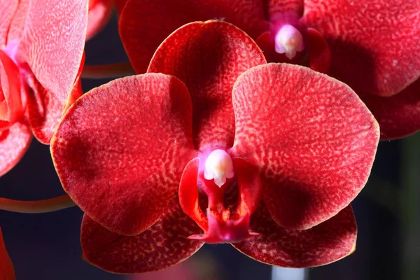 Orchid blommor på nära håll — Stockfoto