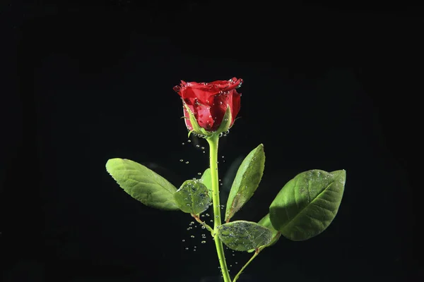 Belle fleur rose — Photo