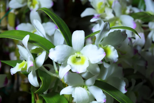 Fiori del Orchid vicino — Foto Stock