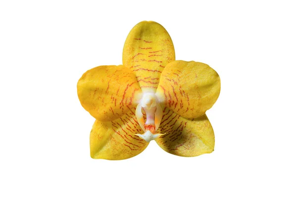 Hermosa flor de orquídea de cerca —  Fotos de Stock