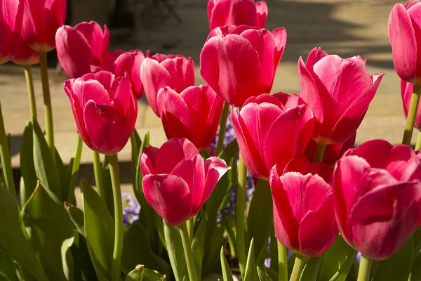 Närbild av vilda tulpaner blommor — Stockfoto