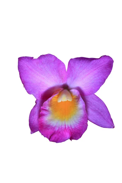 Bela flor de orquídea perto — Fotografia de Stock