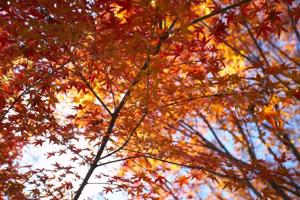 Herfst maple bomen — Stockfoto