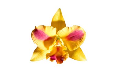 Çok güzel bir orkide çiçeği.