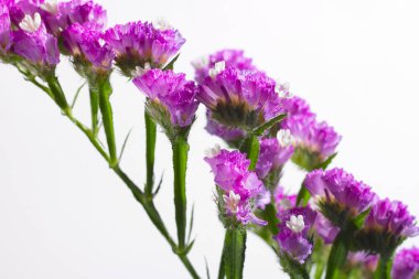 çiçek dalları üzerinde grup