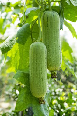 Yerdeki yeşil sünger kabak