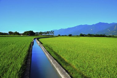 Taitung pirinç tarlaları