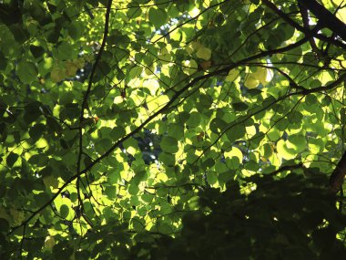 Yaz yeşil bitkiler.