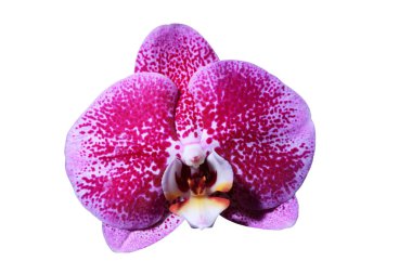 Çok güzel bir orkide çiçeği.