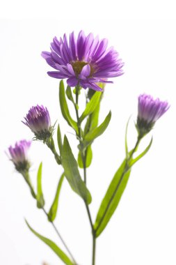 güzel papatya çiçekleri