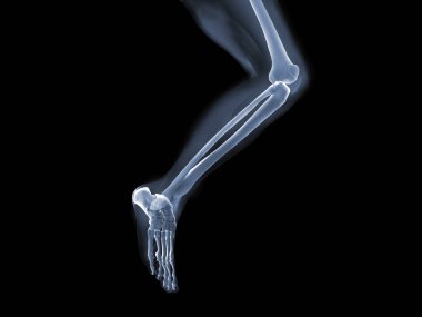 X-ray anatomy Concept  clipart