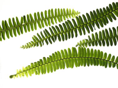 beyaz arkaplanda yeşil yapraklar