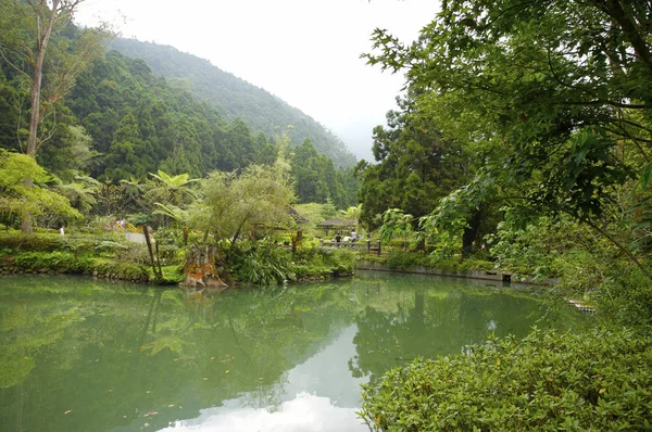 Paisaje verde en el bosque — Foto de Stock