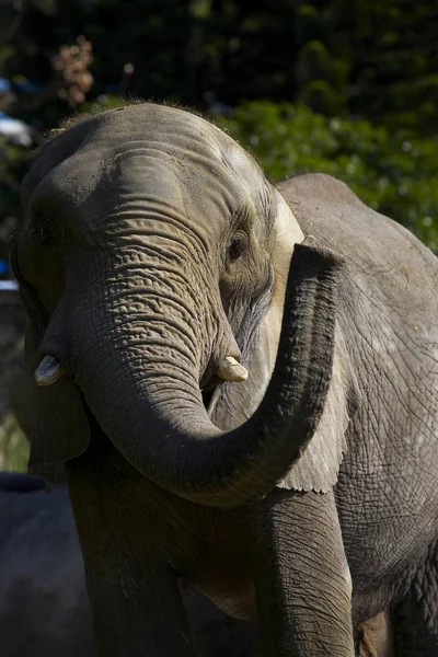 Elefante selvagem olhando para a câmera — Fotografia de Stock
